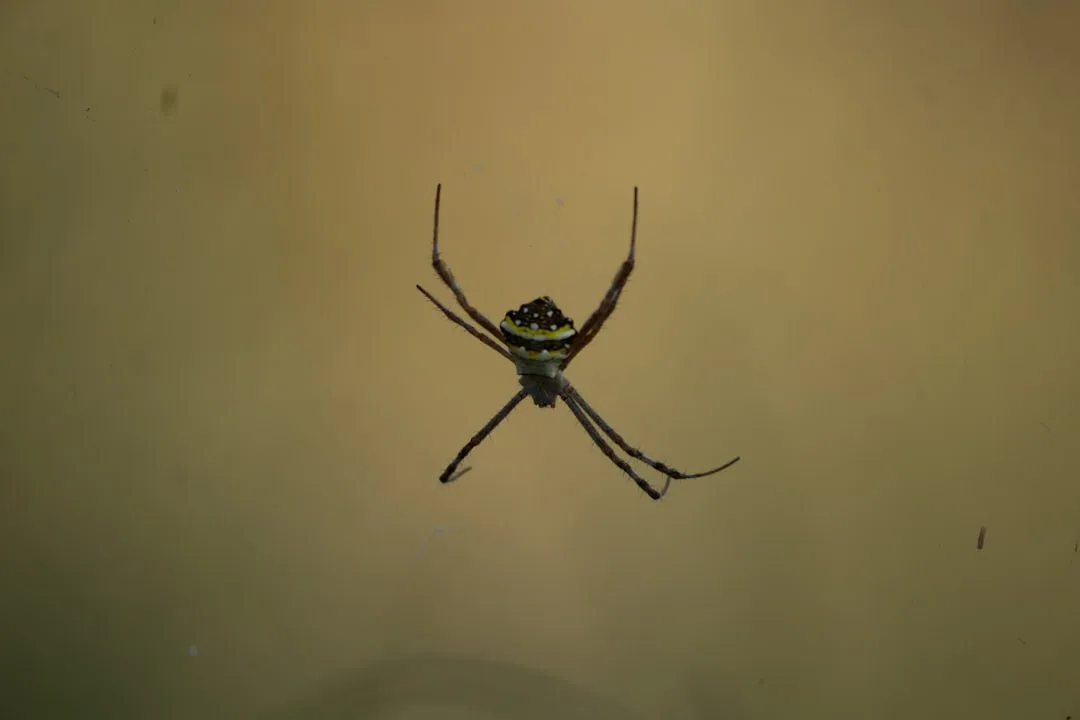 Screaming Frog SEO spider application interface